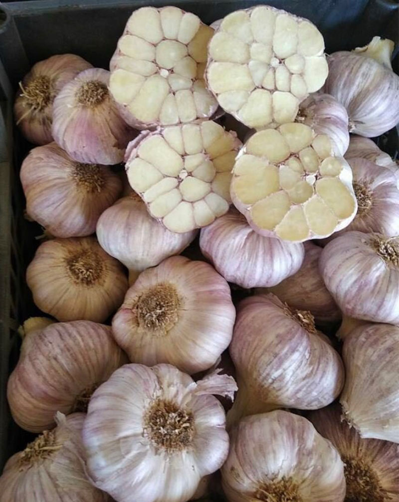 Garlic,蒜頭