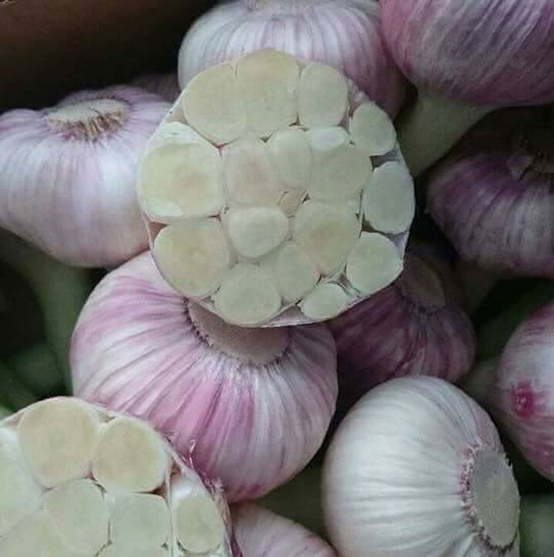 Garlic,蒜頭